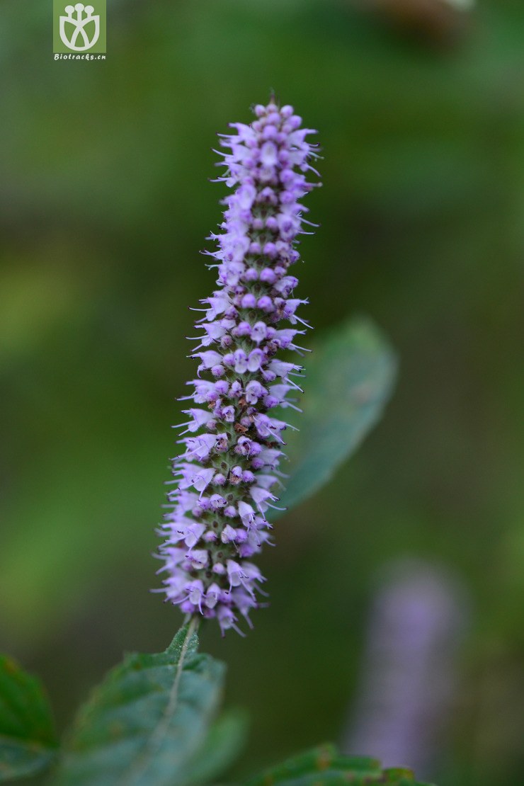 cyprianii野香草【focyzzw】【可以处理】2014-10 相邻时间拍摄的