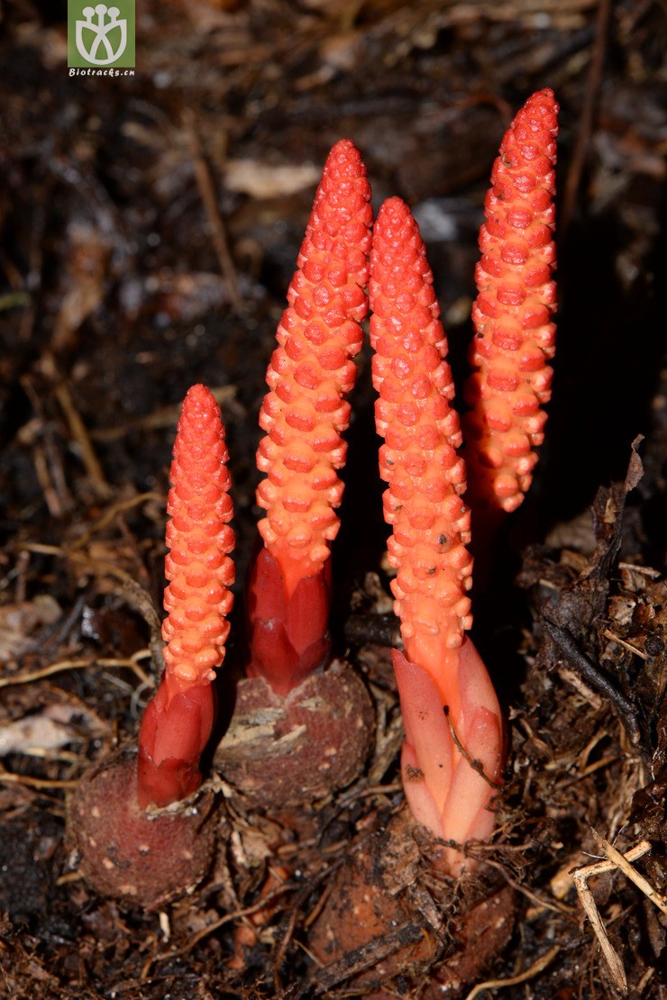 balanophora laxiflora疏花蛇菰【g】a2015-08-08xx-yn (1).