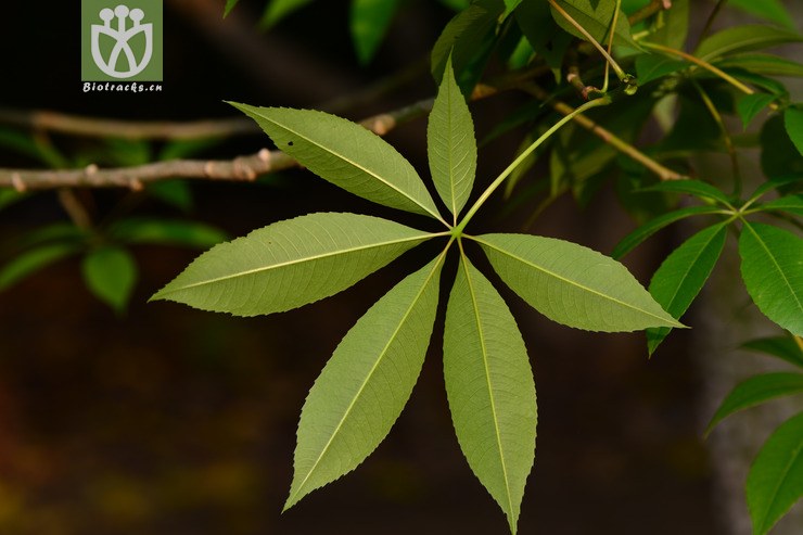 图片信息-kingdonia-植物云数据
