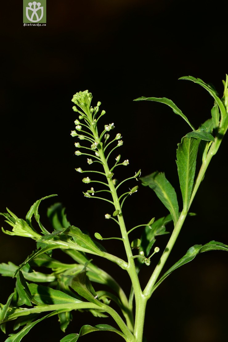 lepidium virginicum北美独行菜【可以处理】2014-04-21xx-yn(10.