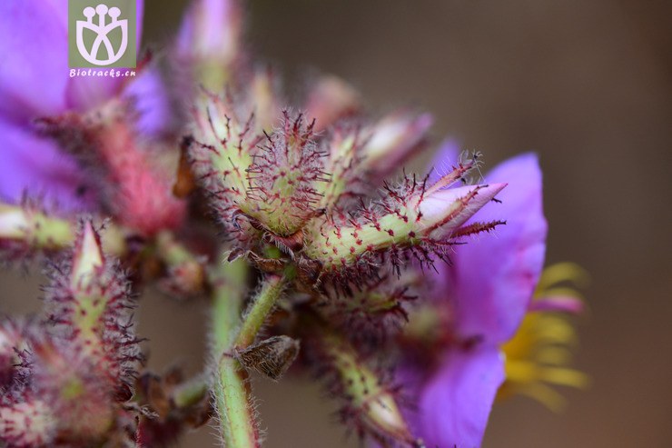 osbeckia crinita假朝天罐【可以处理】2014-10-22xx-yn (6).