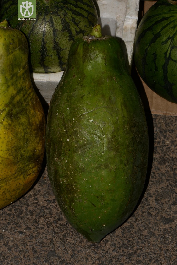 carica papaya番木瓜【♀y】2014-03-01xx-yn (1).