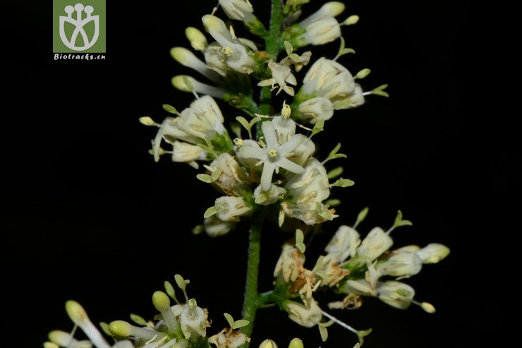 wendlandia speciosa美丽水锦树【foc】【g】2014-10-27xx-yn (11).