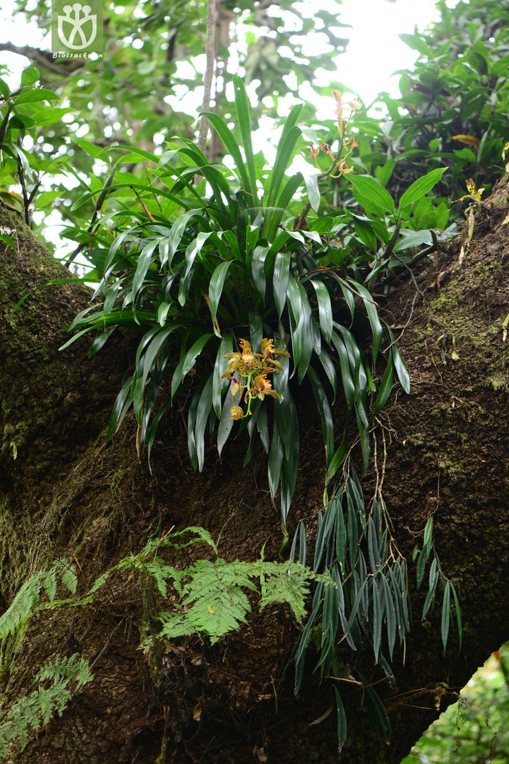 45% cymbidium tracyanum西藏虎头兰【可以处理】2014-10-27xx-yn (1)