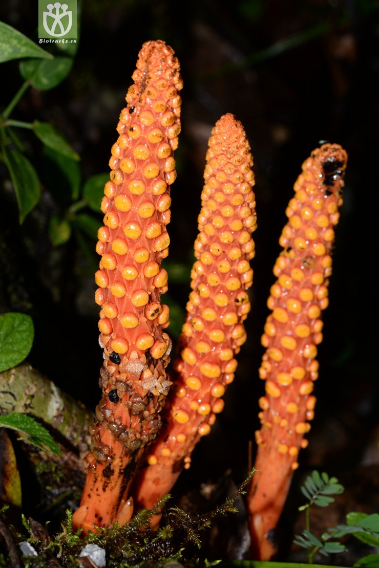 balanophora laxiflora疏花蛇菰【g】2015-08-06xx-yn (35).