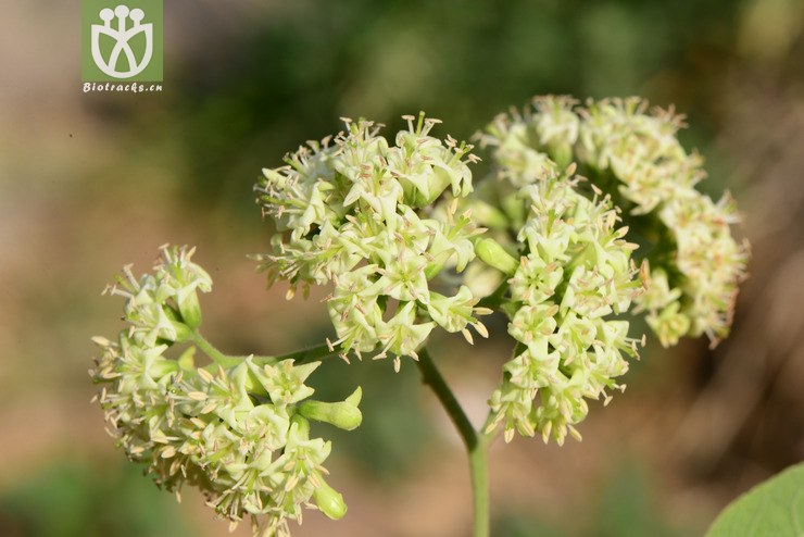 图片信息-kingdonia-植物云数据