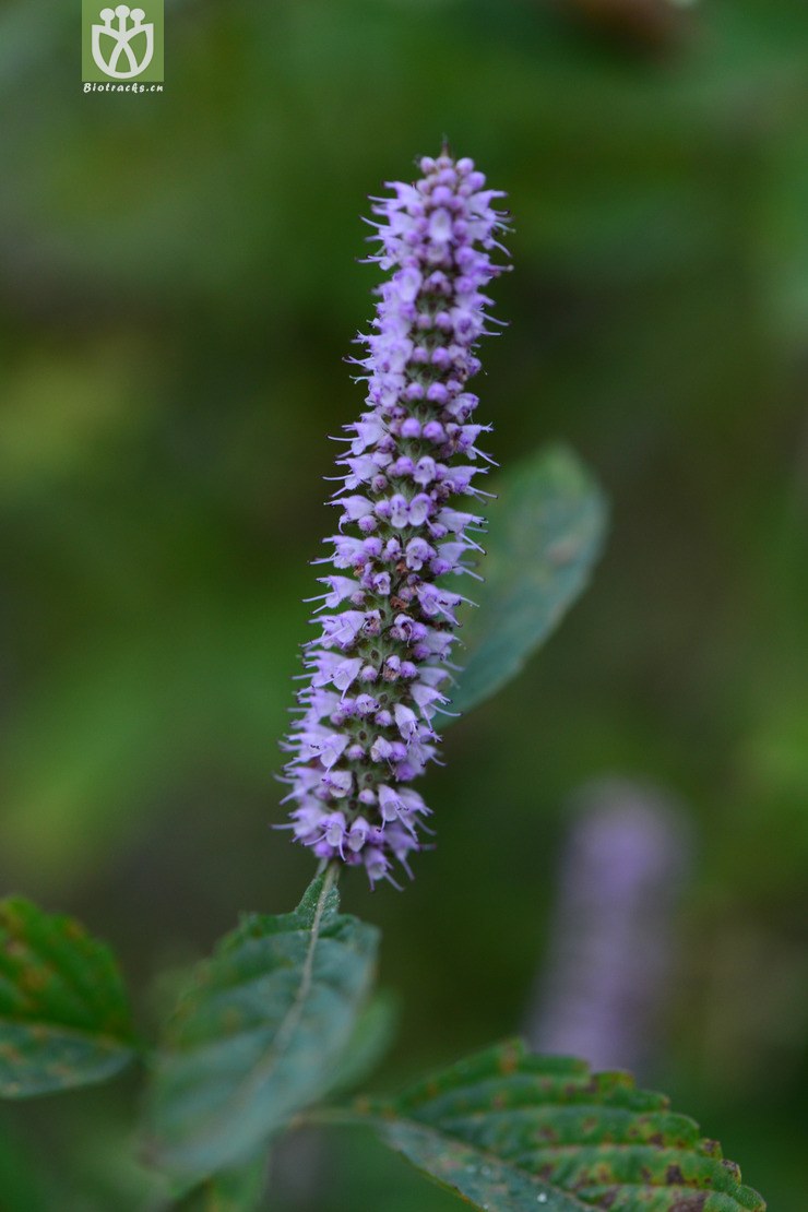 cyprianii野香草【focyzzw】【可以处理】2014-10相邻时间拍摄的照片