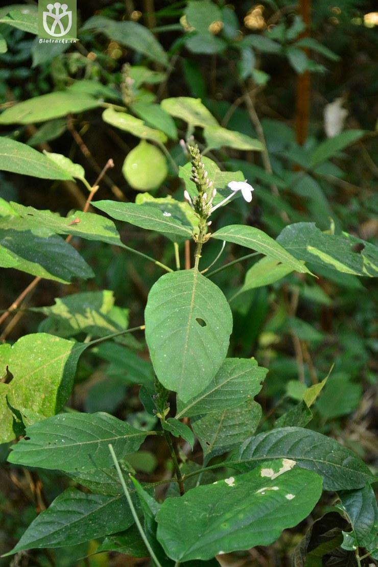 pseuderanthemum polyanthum多花山壳骨【g】2014-03-01xx-yn (2).