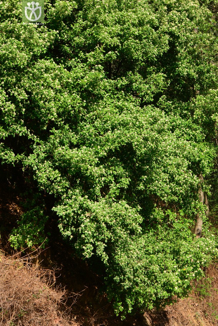 tristaniicarpa牛筋条【可以处理】20 相邻时间拍摄的照片      张