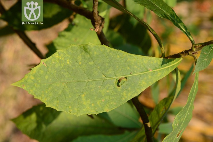 【栽培】vernonia volkameriifolia大叶斑鸠菊【可以处理】2015-03-28