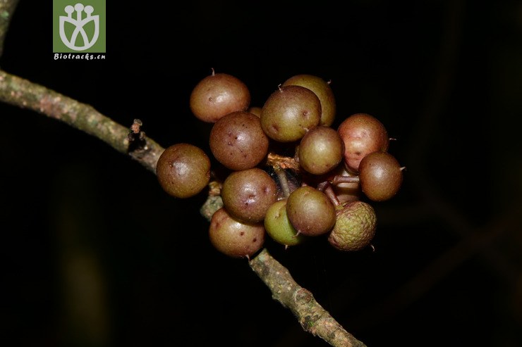 图片信息-kingdonia-植物云数据