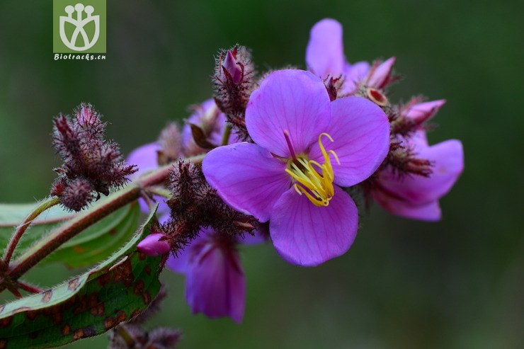 osbeckia crinita假朝天罐【可以处理】2014-10-22xx-yn (4).