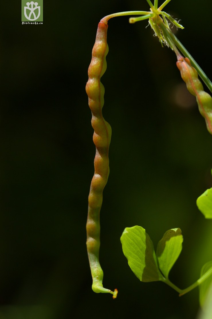 dactylicapnos torulosa扭果紫金龙2010-09-16xx-yn (11).