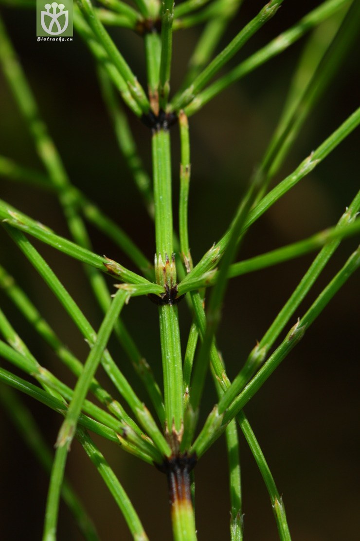 equisetum diffusum披散木贼2010