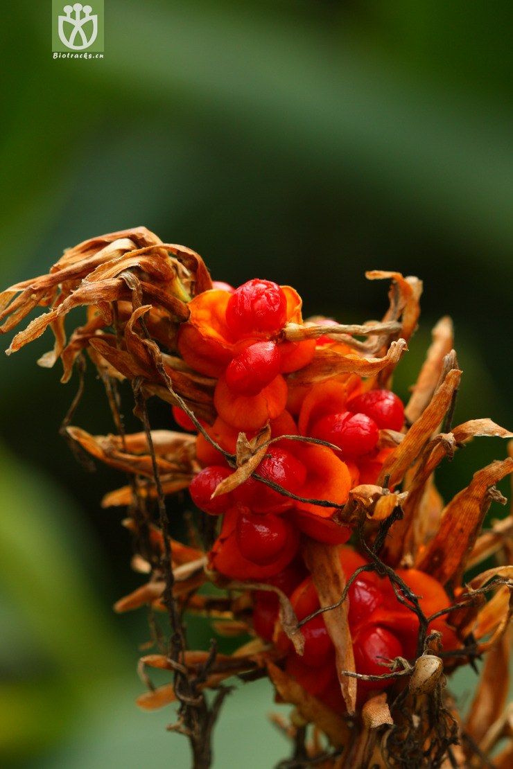 hedychium yunnanense滇姜花2010-09-16xx-yn (2).jpg