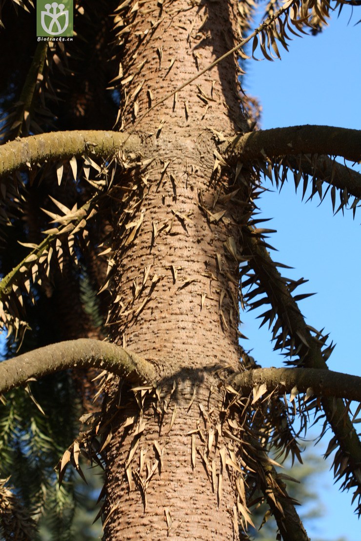 araucaria bidwillii大叶南洋杉2011-01-03xx-yn (7).