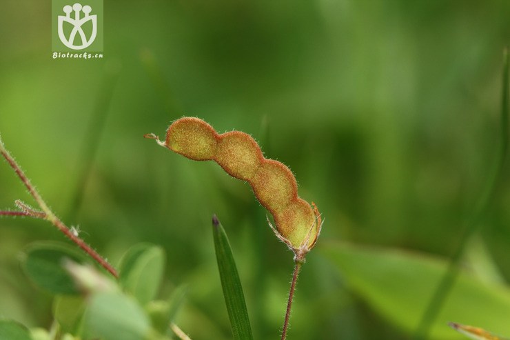 desmodium microphyllum小叶三点金2009-08-14xx-yn (10).