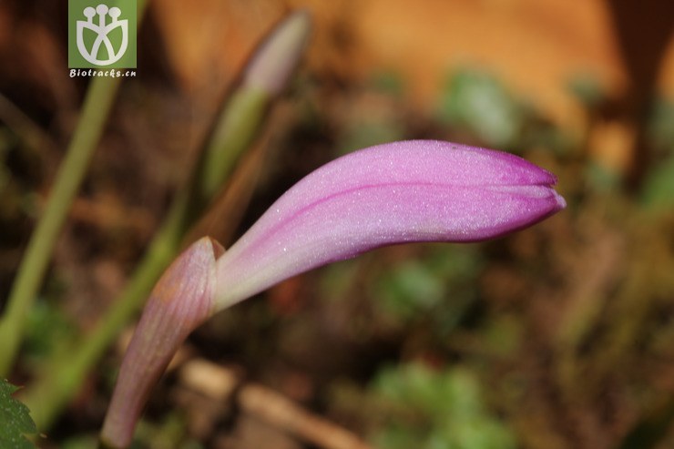 pleione taliensis大理独蒜兰2011-04-02xx-yn(9.