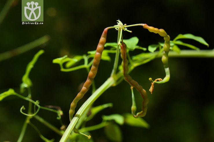 dactylicapnos torulosa扭果紫金龙2010-09-16xx-yn (9).