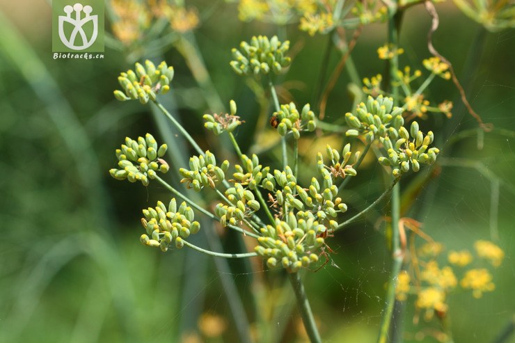 foeniculum vulgare茴香2010-09-18xx-yn (16).