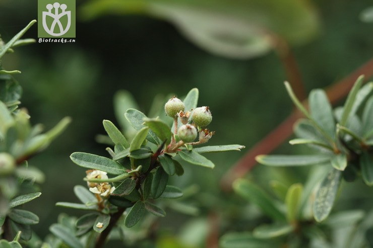 pyracantha angustifolia窄叶火棘2009-07-11xx-yn (2).