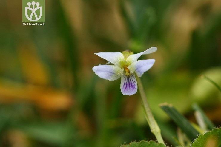 viola diffusa var. brevibarbata短须毛七星莲2011-03-13xx-yn (2).