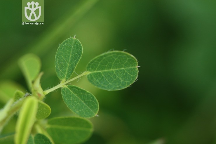 desmodium microphyllum小叶三点金2009-08-14xx-yn (14).