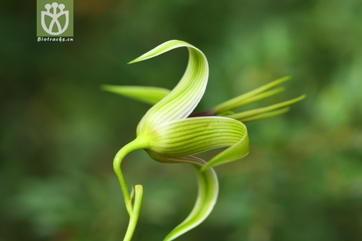 stemona tuberosa大百部2010-07-24xx-yn (8).