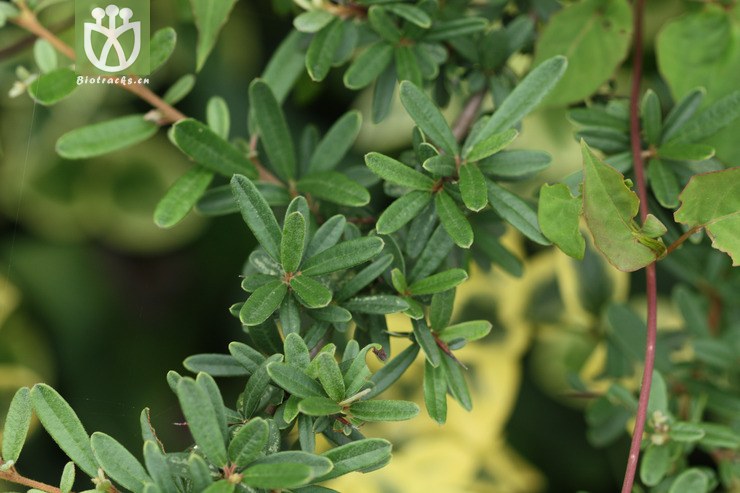 pyracantha angustifolia窄叶火棘2009-07-11xx-yn (5).