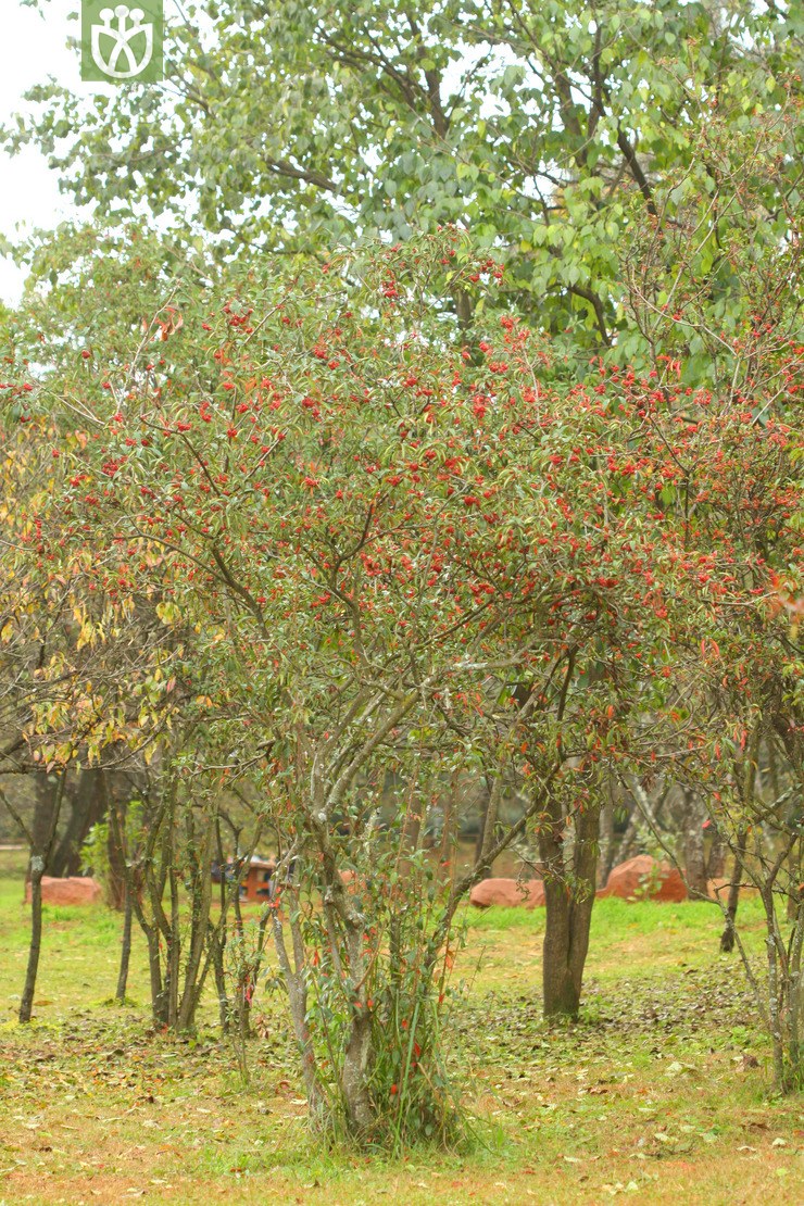 stranvaesia davidiana红果树2010