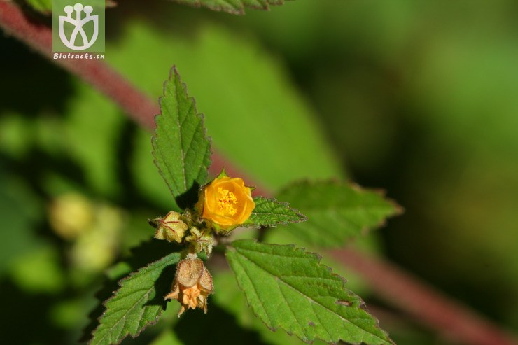 sida szechuensis拔毒散【可以处理】2010-12-04xx-yn (2).jpg