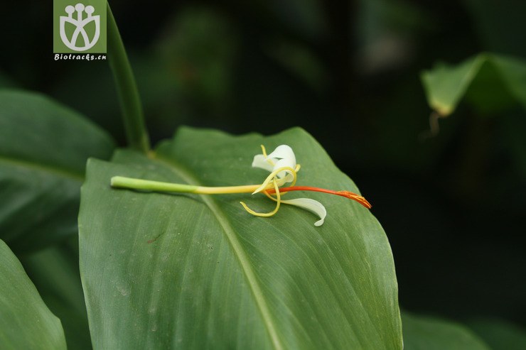 hedychium yunnanense滇姜花2009-07-11xx-yn (3).