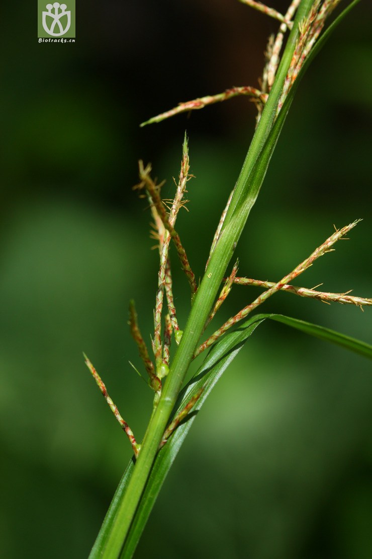 carex baccans浆果薹草2010-07-24xx-yn (10).