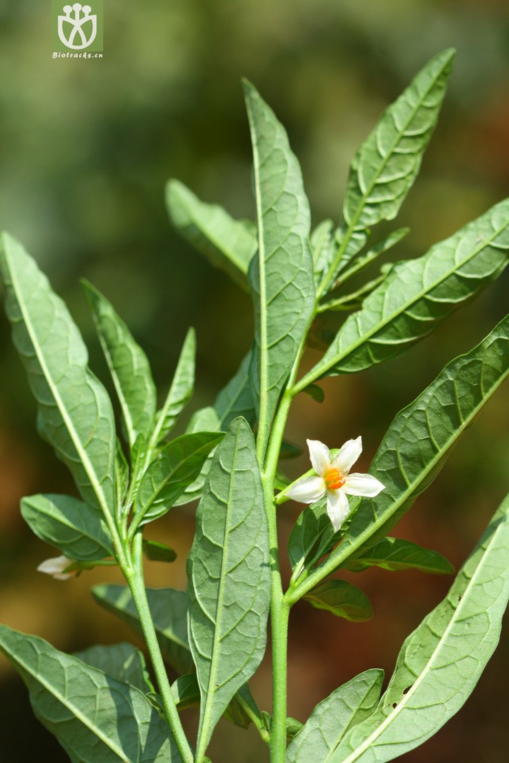 solanum pseudocapsicum var diflorum珊瑚豆2010-09-16xx-yn(5.