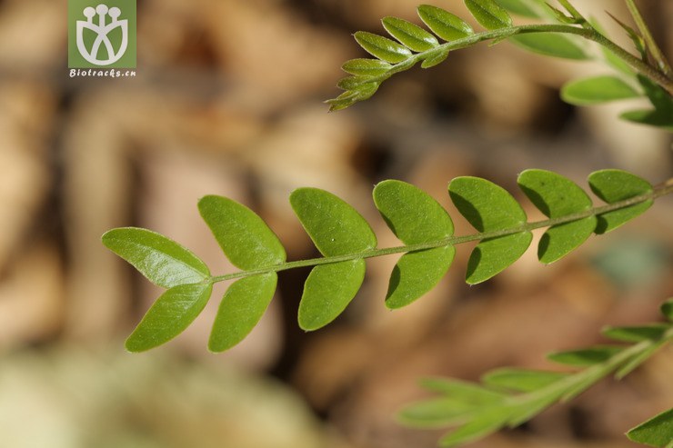 gleditsia japonica var. delavayi滇皂荚【z】2011-04-02xx-yn (2).