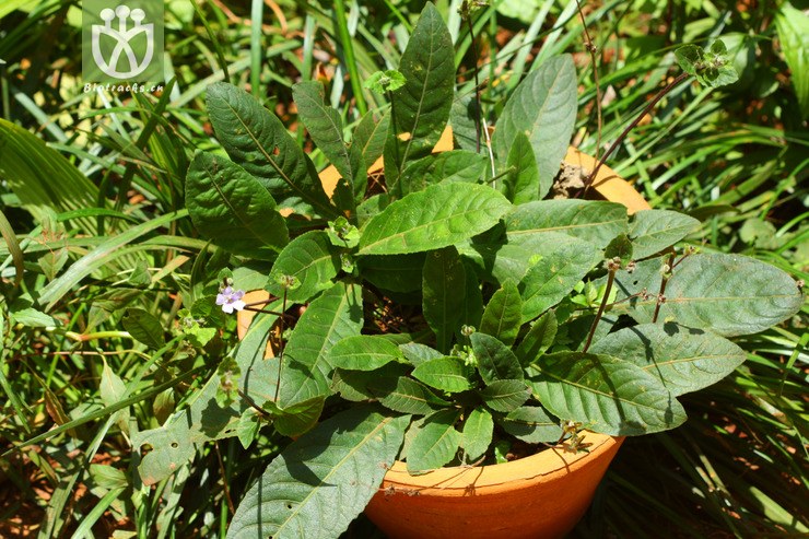 pararuellia delavayana地皮消2011-07-26xx-yn (0).