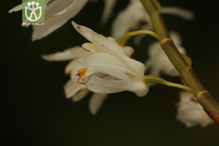 coelogyne leucantha白花贝母兰2011-04-27xx-yn (18).