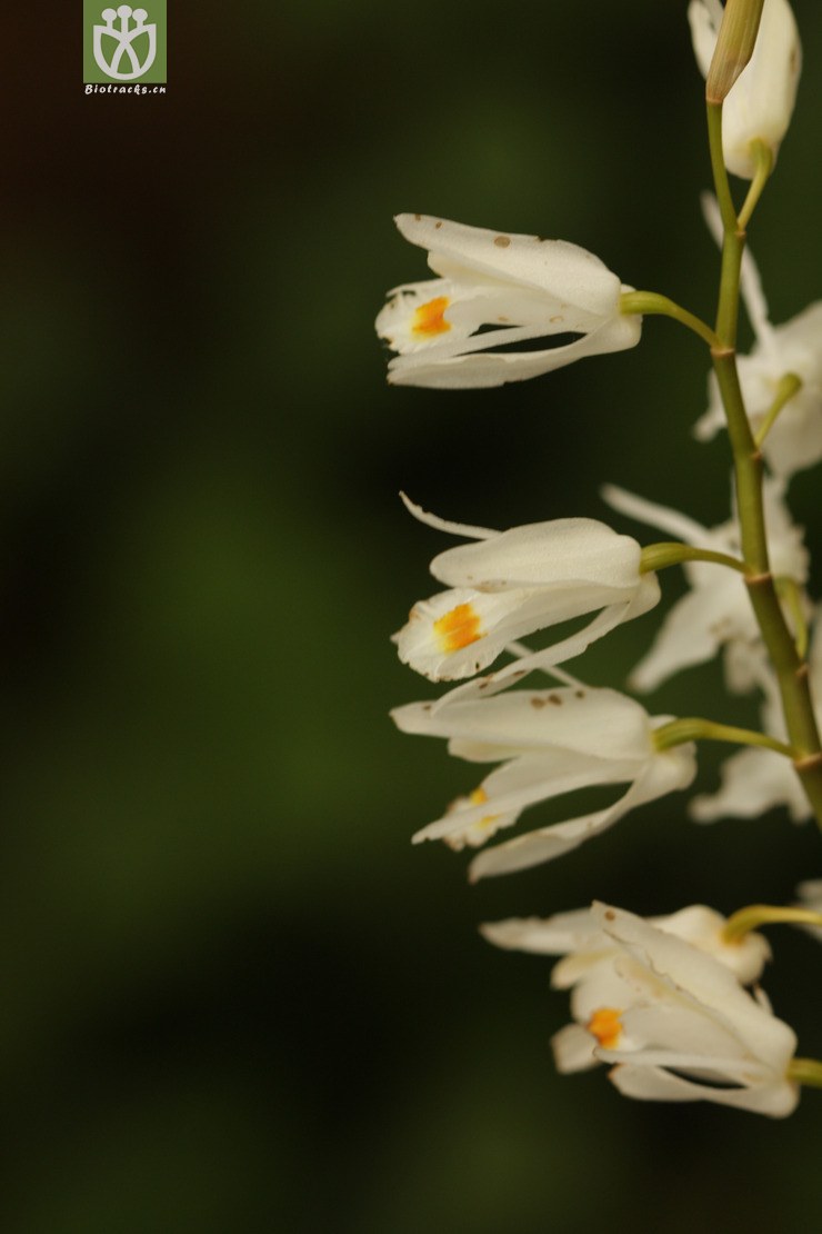 coelogyne leucantha白花貝母蘭2011-04-27xx-yn (12).