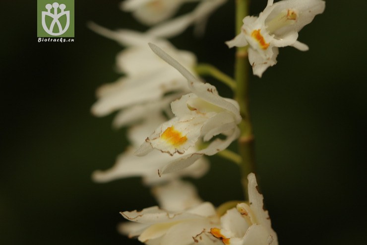 coelogyne leucantha白花貝母蘭2011-04-27xx-yn (9).