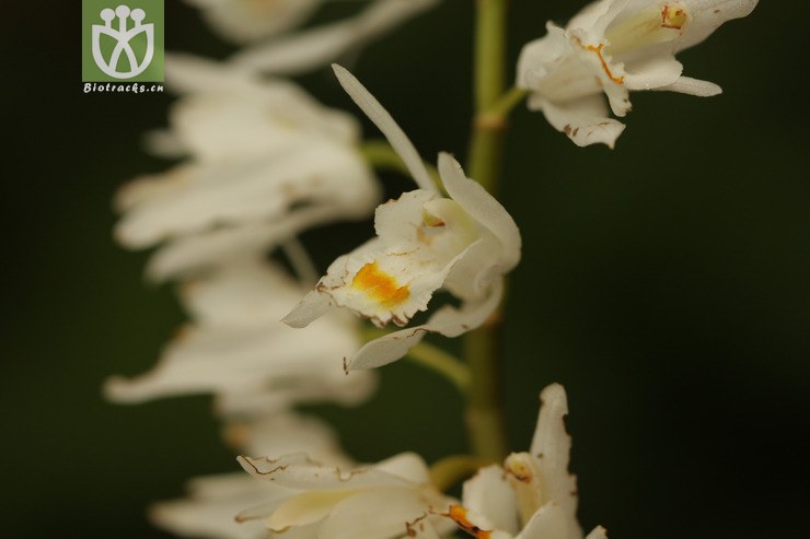 100% coelogyne leucantha白花贝母兰2011-04-27xx-yn (8).
