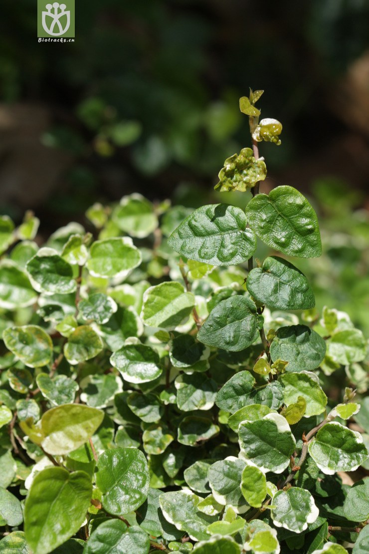ficus pumila variegata花叶薜荔2011-06-24xx-yn (2).