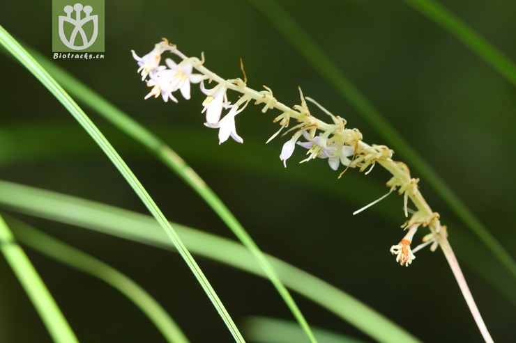 ophiopogon intermedius间型沿阶草〓东园 2011-08-17xx-yn (3).jpg