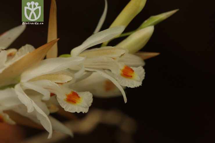 coelogyne leucantha白花贝母兰2011-04-27xx-yn (23).