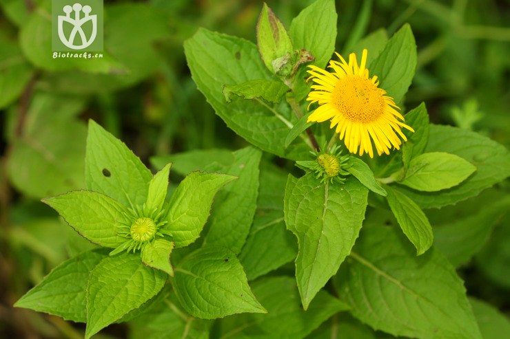 inula helianthus-aquatilis水朝阳旋覆花2011-08-17xx-yn (3).jpg