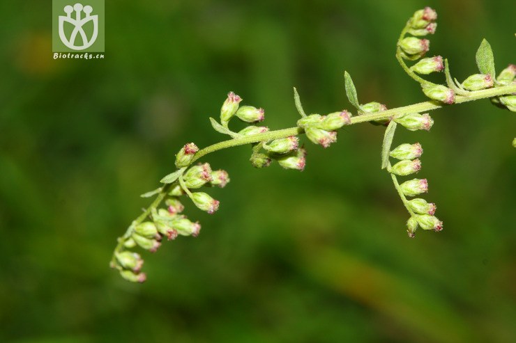 artemisia velutina黄毛蒿2011-10-16xx-yn (19).jpg