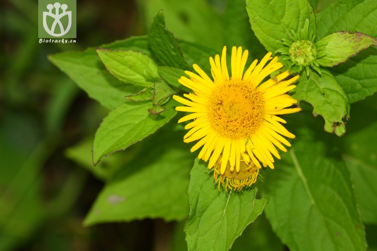 图片信息-kingdonia-植物云数据