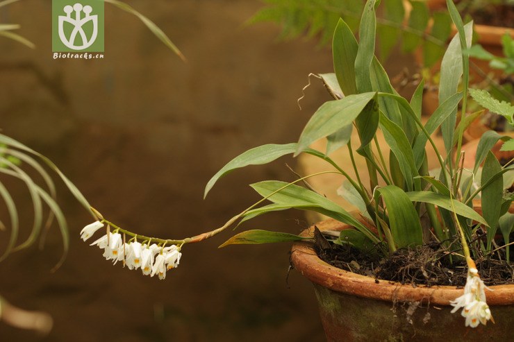 coelogyne leucantha白花贝母兰2011-04-27xx-yn (0).