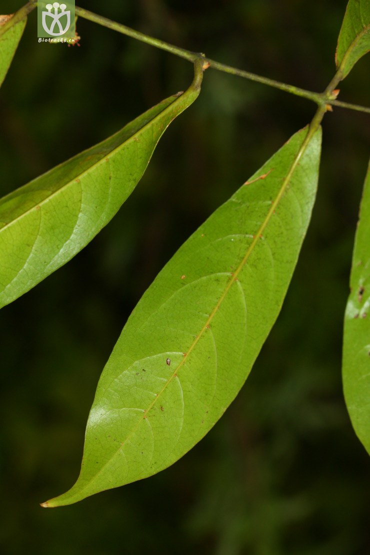 acer laevigatum var. salweenense怒江光叶槭2012-04-06xx-yn (19).