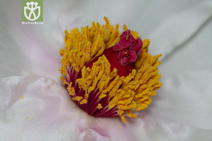 paeonia ostii凤丹【focyzzw】2012-02-17xx-yn(15.