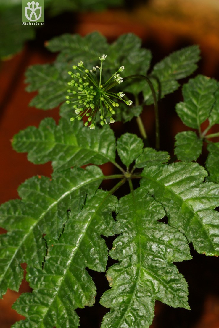 panax stipuleanatus屏边三七【focyzzw】2012-04-17xx-yn (1).